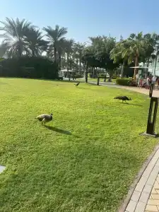 Grosvenor House, a Luxury Collection, Dubai - 97