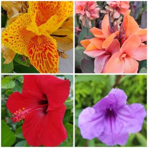 Emelda Sun Club - 66