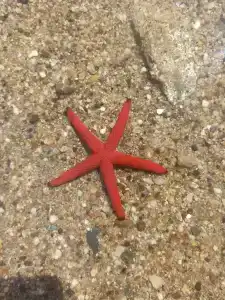 Royal Asarlik Beach - 77