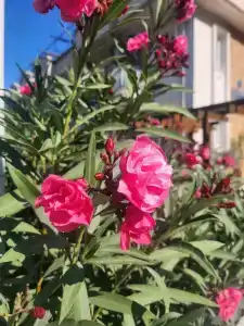 Yacht Classic - Boutique Class - 21