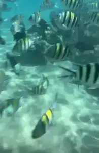 Naama Bay & Resort - 51