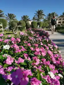 Jaz Makadi Saraya Palms - 11