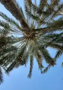 Occidental Sharjah Grand - 53