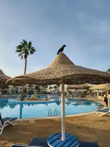 Labranda Club Makadi - 21