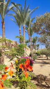 Sentido Reef Oasis Senses Aqua Park Resort - 29