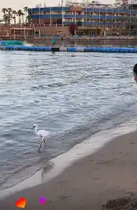 Naama Bay & Resort - 39