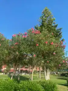 AQI Pegasos Resort - 26