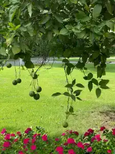 Gloria Verde Resort - Kids Concept - 98