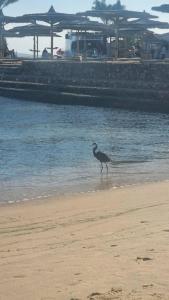 Seagull Beach Resort - Families and Couples Only - 58