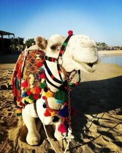 TUI MAGIC LIFE Kalawy - 10