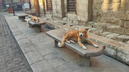 Ali Baba Palace -Families and Couples Only- - 92