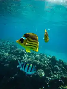 Novotel Sharm El-Sheikh - 8