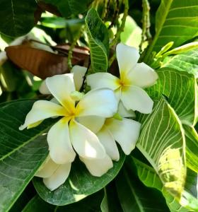 Occidental Sharjah Grand - 93