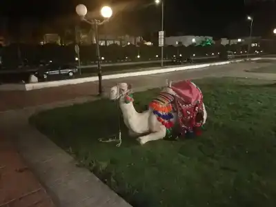 Sultan Gardens Resort - 76