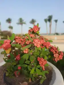 Baron Palms Adults Friendly Only 16 years plus Boutique Style - 44