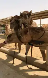 Al Habtoor Grand Resort, Autograph Collection By Marriott - 93