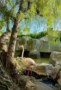 Alba Resort - Ultra All Inclusive - 11