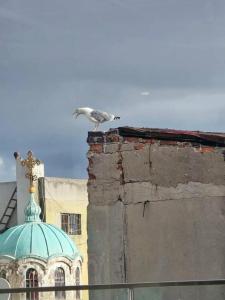 Galata's - 14