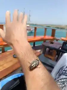 Paloma Finesse Side - 46