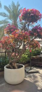 Fairmont The Palm - 57