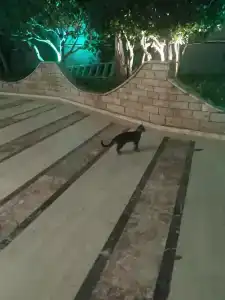 Kaila Krizantem - 42