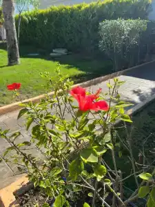 Delphin BE Grand Resort - Ultra All Inclusive - 99