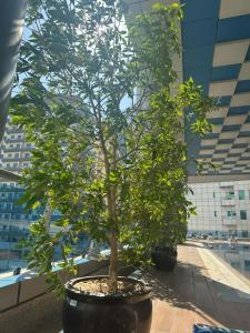 Ramada by Wyndham Dubai Barsha Heights - 25