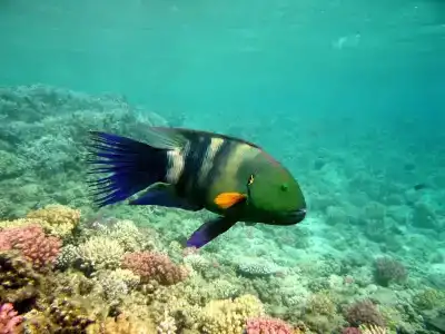 Nubian Island, Families and Couples only - 16