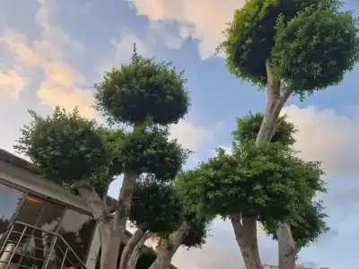 Justiniano Club Alanya - 66