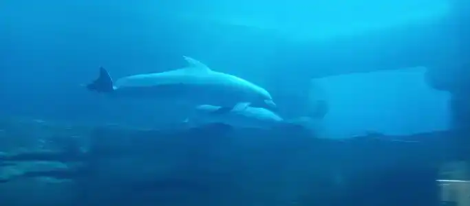 The WB Abu Dhabi, Curio Collection by Hilton - 19