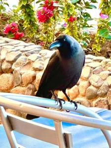 King Tut Aqua Park Beach Resort - 32