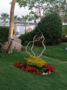 Solymar Naama Bay - 12