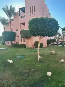 Rehana Sharm Resort - Aquapark & Spa - Couples and Family Only - 15