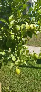 Dosinia Luxury Resort-Ultra All Inclusive - 73