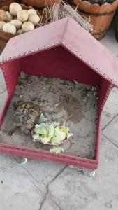 Caribbean World Resort Soma Bay - 94