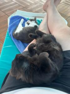 AQI Pegasos World - 88