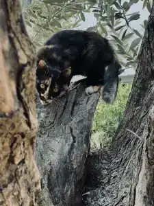 Pine Bay Holiday Resort - 40