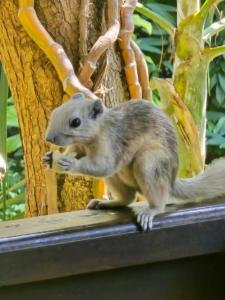 Rabbit Resort Pattaya - 7