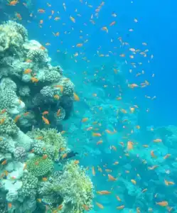 The Grand Sharm El Sheikh - 6