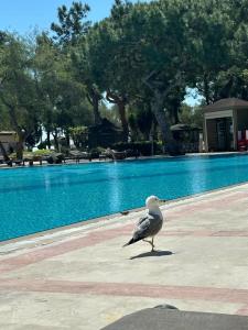 Akka Antedon - Premium Ultra All Inclusive - 35