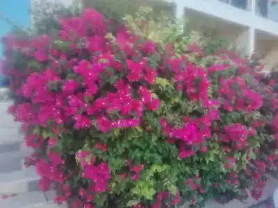 Radisson Blu Resort, Fujairah - 35