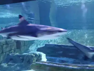 Sharjah Carlton - 95