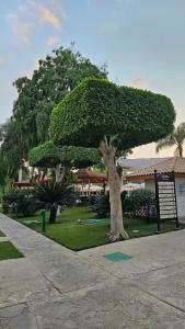 Hilton Cairo Heliopolis - 22