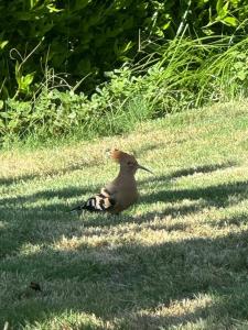 Rehana Sharm Resort - Aquapark & Spa - Couples and Family Only - 57