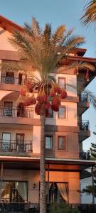 Loxia Comfort Club Side - 29