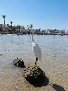 Solymar Naama Bay - 22