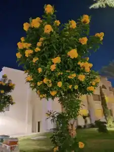 Pickalbatros Aqua Park Resort - 38