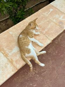 Dive Inn Resort - 76