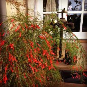 Alacati Kostem - Special Category - 31