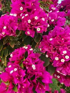 Palm Royale Resort - Soma Bay - 73